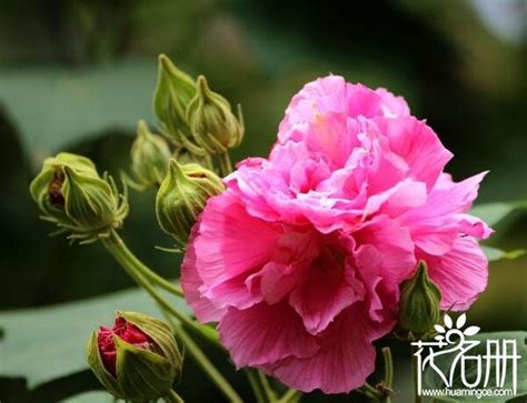 芙蓉養殖|芙蓉要怎麼種